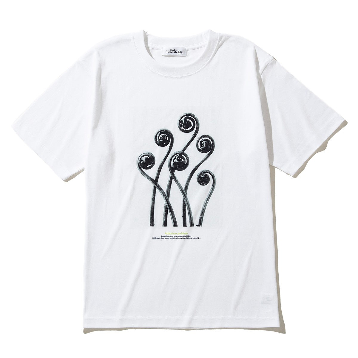 Kinetics WOMEN Adiantum pedatum キネティクスウィメン アジアンタム ペダツム KB-001【レディース KARL BLOSSFELDT(カール・ブロスフェルト)半袖Tシャツ 25FW】