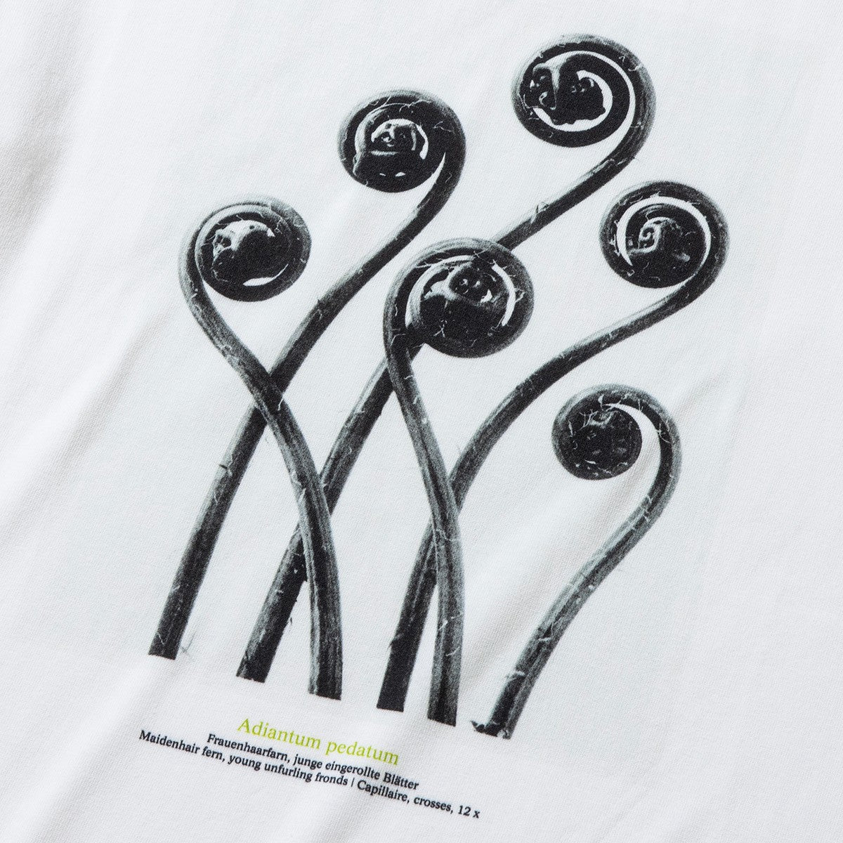 Kinetics WOMEN Adiantum pedatum キネティクスウィメン アジアンタム ペダツム KB-001【レディース KARL BLOSSFELDT(カール・ブロスフェルト)半袖Tシャツ 25FW】