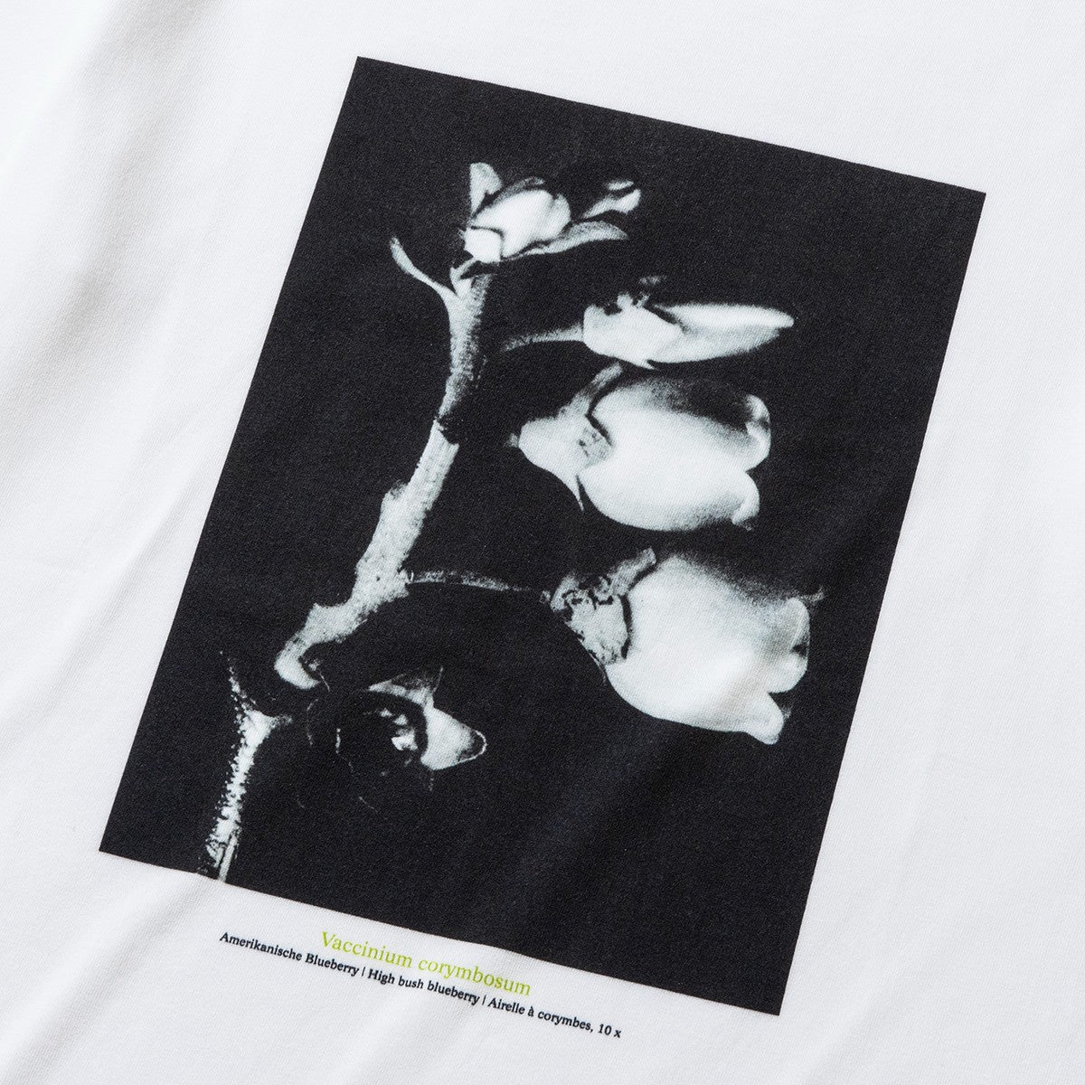 Kinetics WOMEN Vaccinium corymbosum キネティクスウィメン バクシニウム コリボーサム KB-002【レディース KARL BLOSSFELDT(カール・ブロスフェルト)半袖Tシャツ 25FW】