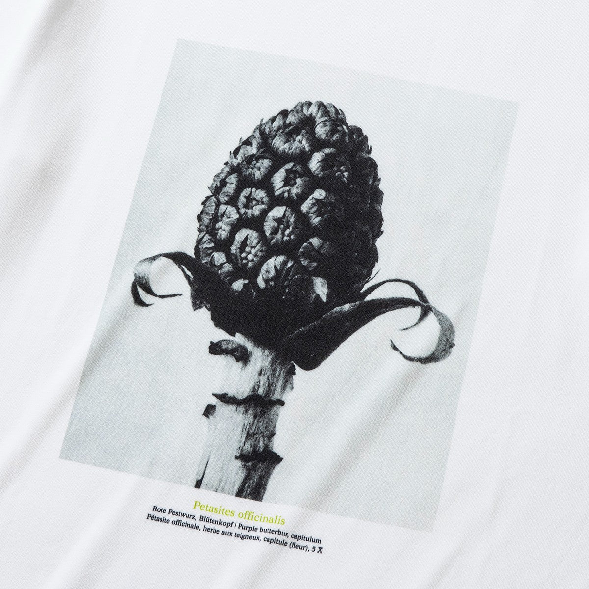 Kinetics WOMEN Petasites officinalis キネティクスウィメン ペタシテス オフキナリス KB-003【レディース KARL BLOSSFELDT(カール・ブロスフェルト)半袖Tシャツ 25FW】