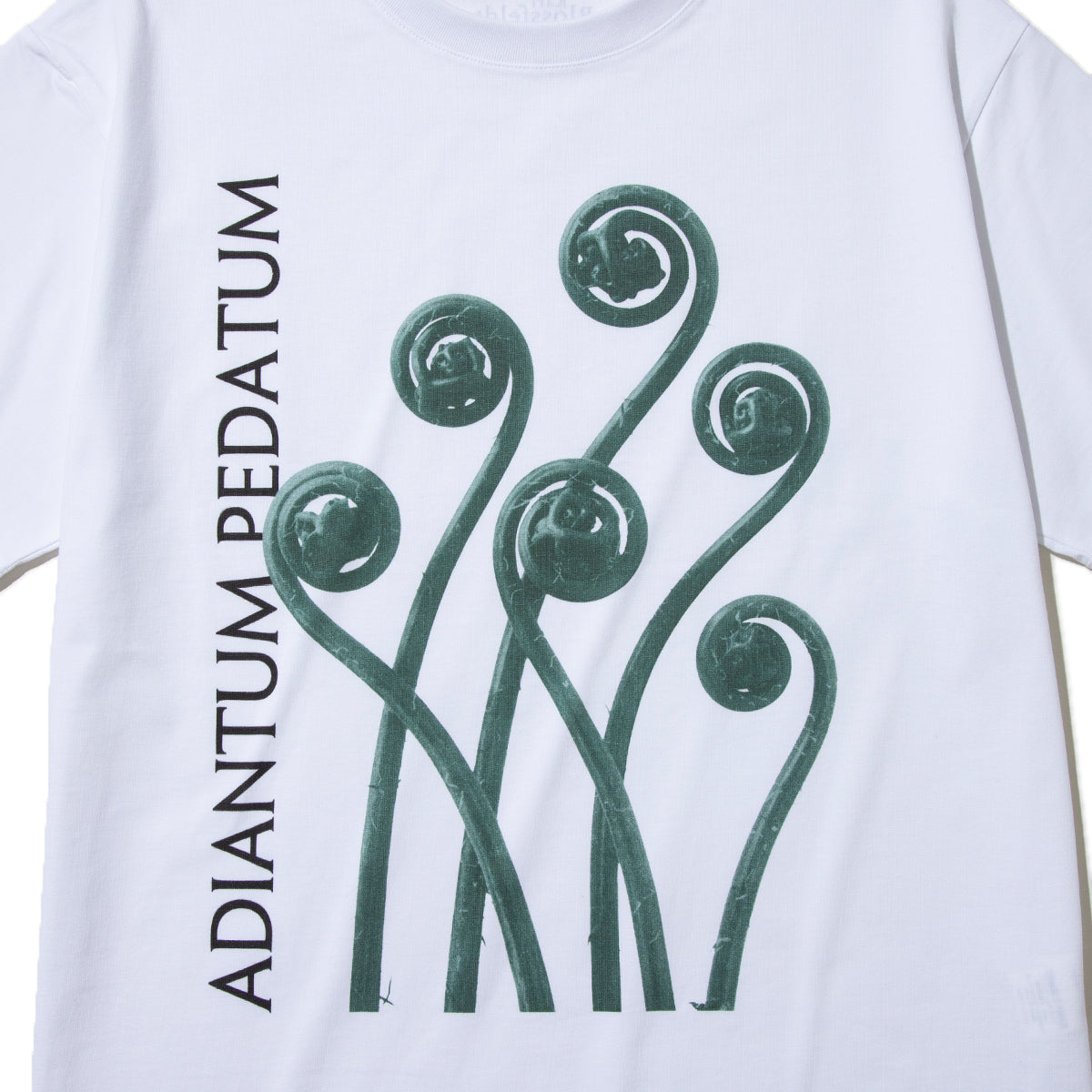 Kinetics WOMEN ADIANTUM PEDATUM T-Shirt キネティクスウィメン アディアントゥム ペダトゥム Tシャツ 26SS-KBF-004【レディース 半袖 フォトTシャツ 綿素材 26SS】